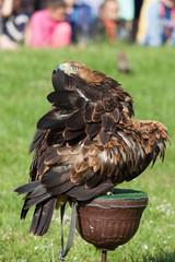 eastern imperial eagle
