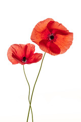 Poppy flowers on white © Elenathewise