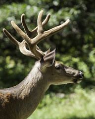 Deer Whitetail Buck Portrait
