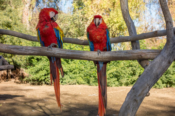 Lovely couple of Scarlet Macaw having conversation with each other