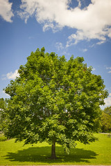 Maple tree in summer field