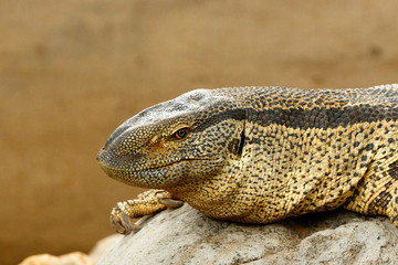 Close up of a lizard sitting