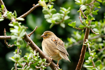 Close up of a bird stitting