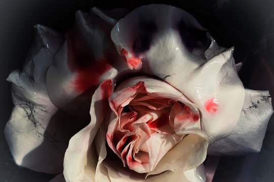 Bloodied wet flower of a withering white rose