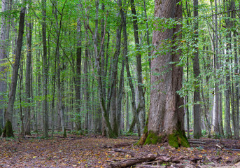 Old linden tree in fall