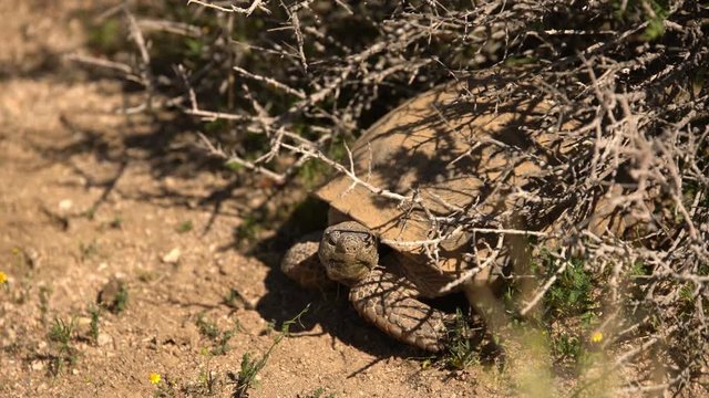 Wild Desert Tortoise Burrow Gopherus Agassizii Mojave California