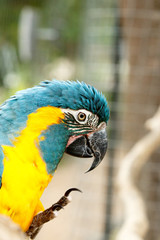 Parrot standing and lifting his leg