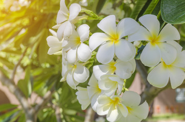 Obraz na płótnie Canvas Plumeria is a popular plant because the flowers are colorful variety beautiful white, yellow, light red, pink, white.