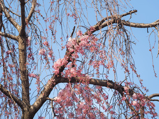 Branch of sakura started blooming at the beginning of the season.