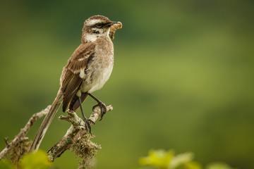 The female of Golden-crowned Flycatcher at the coastline of Ecuador