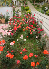 roses in the garden
