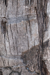 Textured of coconut wood for the background.