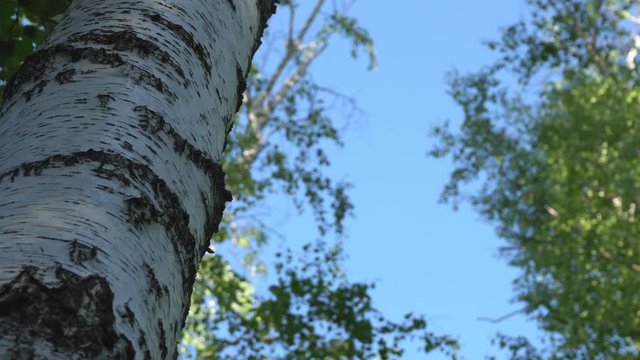 Morning in a summer birch forest. Dolly shot.