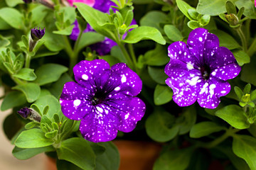 Petunia "Night Sky" in the garden