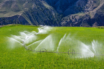 Watering, wheel sprinkler line irrigation
