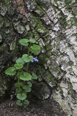 Glechoma hederacea