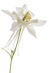 Flower of catchment, lat. Aquilegia, isolated on white background