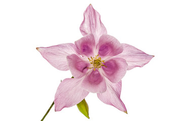 Fototapeta na wymiar Pink flower of catchment, lat. Aquilegia, isolated on white background