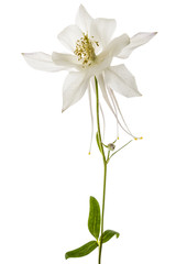 Fototapeta na wymiar Flower of catchment, lat. Aquilegia, isolated on white background