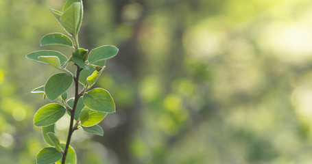 bush branches with green leaves in spring sunlight, wide photo