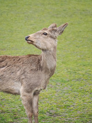 Cute deer in Nara Park, Nara City, Japan 