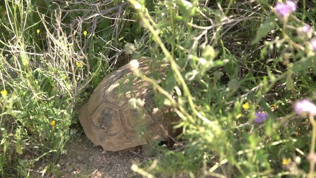 Wild Desert Tortoise Burrow Gopherus Agassizii Mojave California