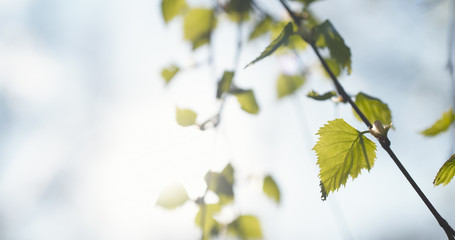 first birch leaves in spring day, wide photo