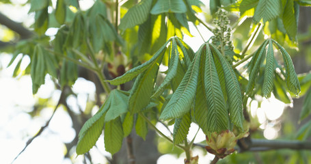 chestnut leaves in spring sunny day, wide photo