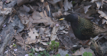 starling bird n ground in spring time, wide photo