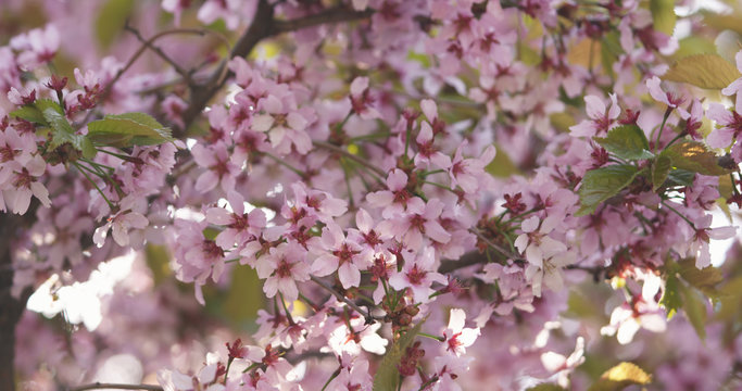 sakura in bloom in sunny spring day, wide photo