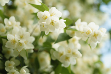 jasmine flowers blossoming in sunny summer day, closeup photo