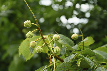 horse chestnut branch closeup, summer time photo