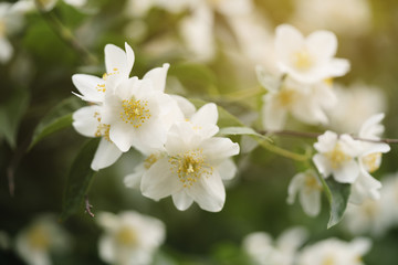 macro shot of jasmine flowers blossoming in sunny summer day, closeup photo