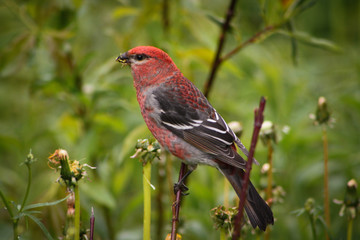 Fototapeta premium GrosBeak