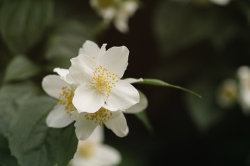Obraz na płótnie Canvas macro shot of jasmine flowers blossoming in sunny summer day, closeup photo