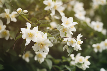 Obraz na płótnie Canvas jasmine flowers blossoming in sunny summer day, closeup photo
