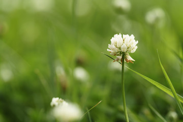 white clover flower in summer day on meadow, closeup photo