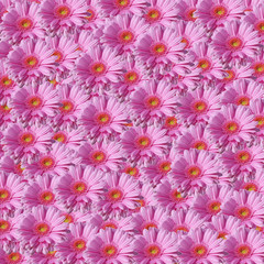 Obraz na płótnie Canvas pattern pink gerbera flower with water drops background. Beautiful flower pattern design. I Love You. 