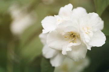 macro shot of jasmine flowers blossoming in sunny summer day, closeup photo