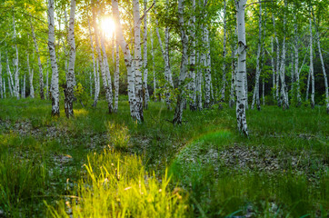 Birch forest at sunset