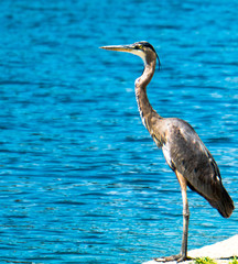 Blue Heron