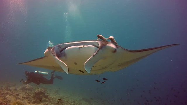 Manta ray relax and diver underwater in ocean Maldives. Sea dweller in search of food. Stingray feeds on mollusks and small fish. Amazing and exciting diving in marine life. Unique background.