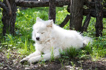 Samoiedskaia Sabaka. A white sled dog lies in the courtyard of a country house.
