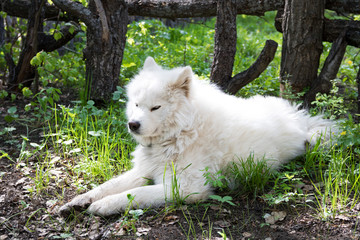 Samoiedskaia Sabaka. A white sled dog lies in the courtyard of a country house.