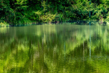 Green forest with green lake