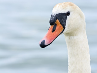 Swan portrait 