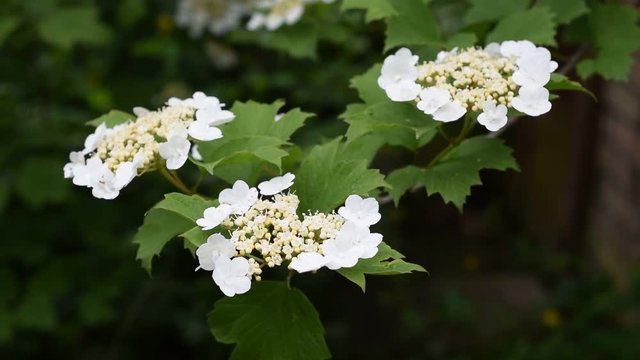 Arrowwood bush blooming in spring with partly unfolded flowers and green leaves