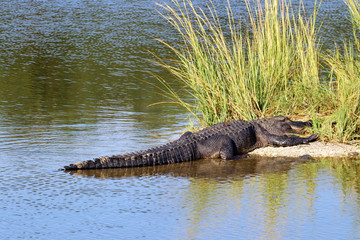 Landscape with alligator, lying on a small island among the grass on a expansive salt marsh at Huntington Beach State Park, South Carolina, USA. 