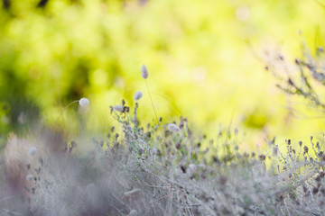 Autumn dry vegetation of the coast of the Mediterranean on a beautifully blurred green background