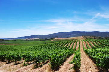 Fototapeta na wymiar vineyard plantation in the Alentejo region, Portugal